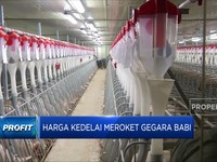 Harga Kedelai Meroket Gegara Babi
