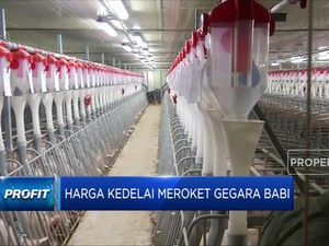 Harga Kedelai Meroket Gegara Babi