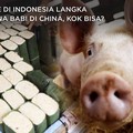 Tempe di Indonesia Langka Karena Babi di China, Kok Bisa?