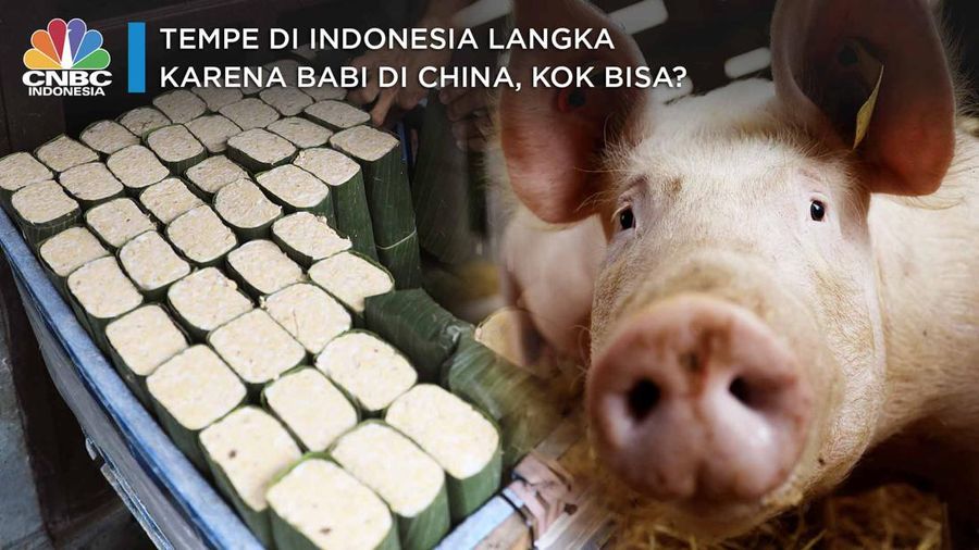 tempe di indonesia langka karena babi di china, kok bisa?