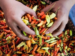 Viral Harga Cabai Rawit Tembus Rp 450.000/Kg, Pedagang Ungkap di Daerah Ini