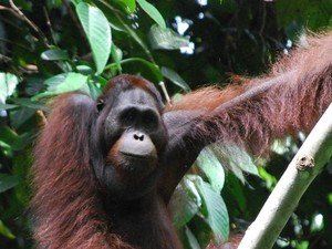 Kontroversi Diplomasi Orang Utan, Diadopsi tapi Tak Keluar dari Habitat