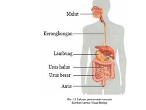 Sistem Pencernaan Manusia: Fungsi dan Cara Kerja