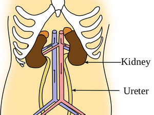 Fungsi Uretra dan Organ-organ Urinaria Lainnya, Yuk Simak!