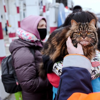 Saat Kucing & Anjing Ikut Ngungsi Karena Perang Rusia-Ukraina