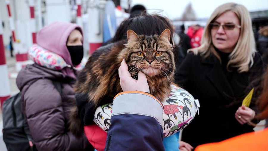A woman with her cat arrives from Ukraine to Romania, after Russia launched a massive military operation against Ukraine, at Sighetu Marmatiei border crossing near Baia Mare, Romania February 26, 2022. REUTERS/Fedja Grulovic