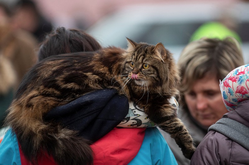 A woman with her cat arrives from Ukraine to Romania, after Russia launched a massive military operation against Ukraine, at Sighetu Marmatiei border crossing near Baia Mare, Romania February 26, 2022. REUTERS/Fedja Grulovic