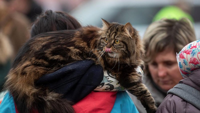 A woman with her cat arrives from Ukraine to Romania, after Russia launched a massive military operation against Ukraine, at Sighetu Marmatiei border crossing near Baia Mare, Romania February 26, 2022. REUTERS/Fedja Grulovic