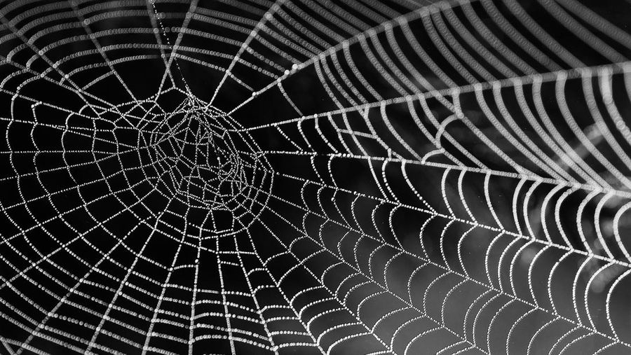 laba laba (Pixabay)