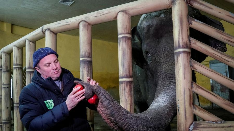 Trantin Kirill, zoo director, feeds Khoras, an 17-year-old male elephant in the city zoo in Kyiv, Ukraine, March 3, 2022. REUTERS/Gleb Garanich