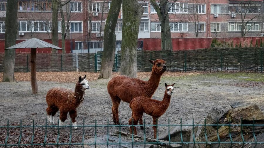 Alpacas are seen in the city zoo in Kyiv, Ukraine, March 3, 2022. REUTERS/Gleb Garanich