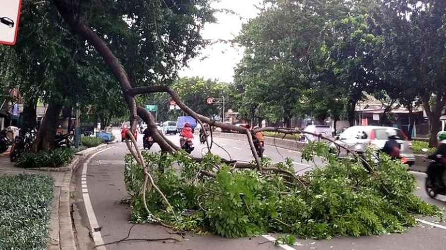 Pohon Tumbang Imbas Angin Kencang di Jakarta, Sabtu 05/03. (Instagram/@JKTInfo)