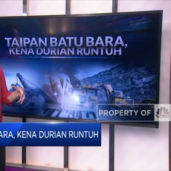 Taipan Batu Bara, Kena Durian Runtuh