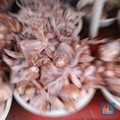 Fakta-Fakta Harga Daging Ayam Terbang, Peternak Malah Nangis!