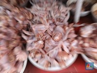 Fakta-Fakta Harga Daging Ayam Terbang, Peternak Malah Nangis!