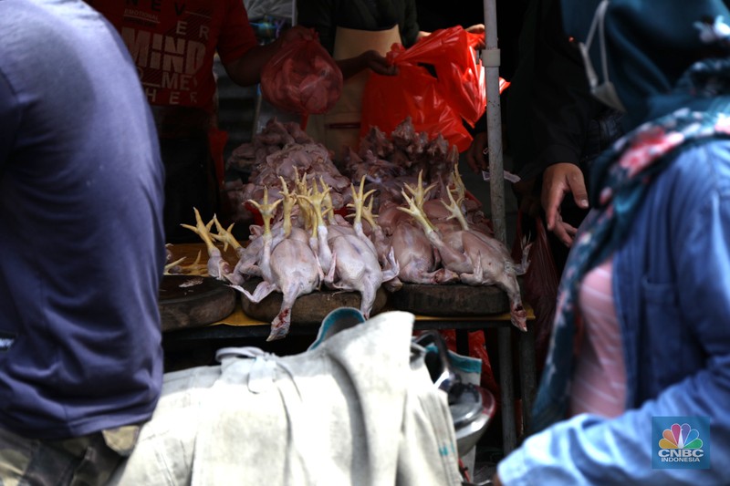 Ilustrasi Penjualan Ayam Pedagang melayani pembeli daging ayam di pasar Kebayoran lama, Jakarta, Rabu (9/3/2022). Harga daging ayam di pasaran terus merangkak naik meski belum memasuki bulan Ramadan. (CNBC Indonesia/ Tri Susilo)