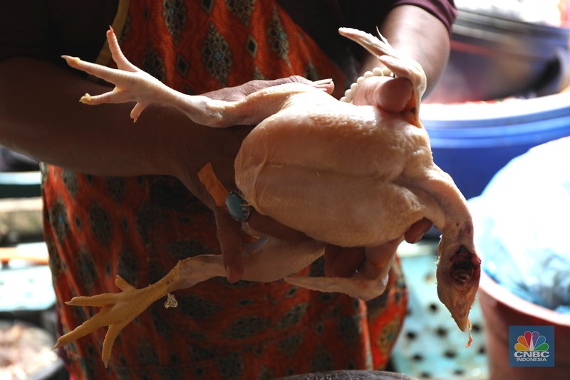 Ilustrasi Penjualan Ayam Pedagang melayani pembeli daging ayam di pasar Kebayoran lama, Jakarta, Rabu (9/3/2022). Harga daging ayam di pasaran terus merangkak naik meski belum memasuki bulan Ramadan. (CNBC Indonesia/ Tri Susilo)