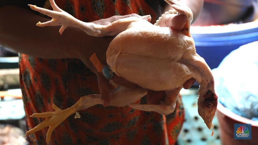 Pedagang melayani pembeli daging ayam di pasar Kebayoran lama, Jakarta, Rabu (9/3/2022). Harga daging ayam di pasaran terus merangkak naik meski belum memasuki bulan Ramadan. (CNBC Indonesia/ Tri Susilo)