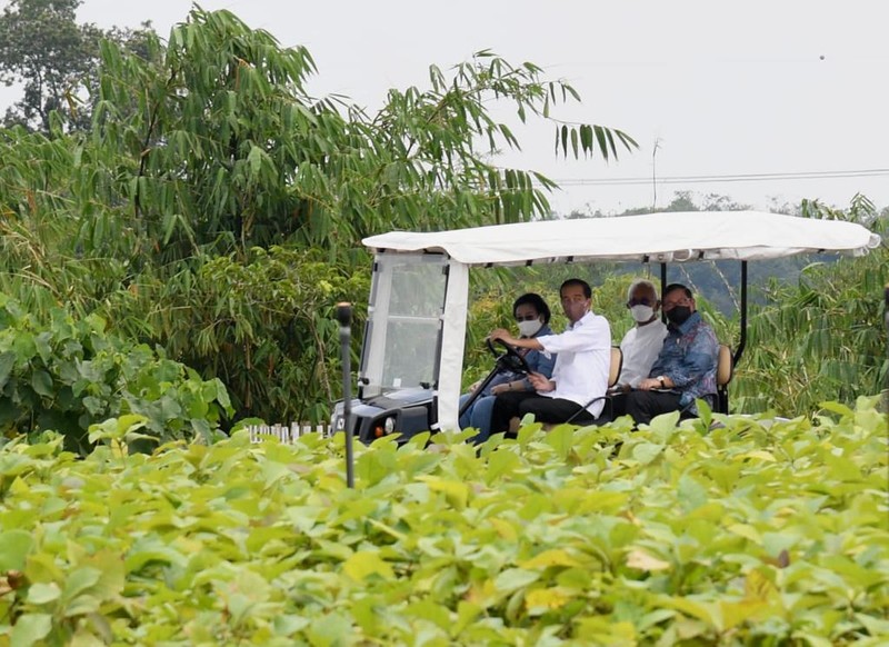 Presiden Joko Widodo (Jokowi) meninjau langsung Persemaian Modern Rumpin, Kecamatan Rumpin, Kabupaten Bogor, Jawa Barat, pada Kamis, 10 Maret 2022.. (Foto: Rusman - Biro Pers Sekretariat Presiden)
