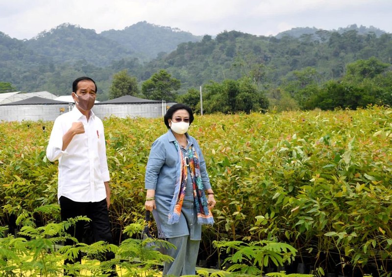 Presiden Joko Widodo (Jokowi) meninjau langsung Persemaian Modern Rumpin, Kecamatan Rumpin, Kabupaten Bogor, Jawa Barat, pada Kamis, 10 Maret 2022.. (Foto: Rusman - Biro Pers Sekretariat Presiden)