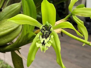 Anggrek Hitam Kalimantan, Bunga Eksotik Penuh Khasiat yang Makin Langka