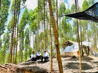Begini Camping Ala Glamping Jokowi di Ibu Kota Baru