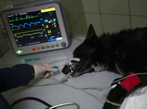 Minimnya Dokter Hewan di Pangandaran