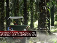 Pemerintah Cabut Kebijakan DMO & DPO Minyak Sawit