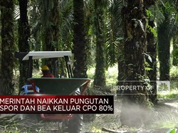 Pemerintah Cabut Kebijakan DMO & DPO Minyak Sawit