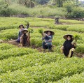 Tingkat Kesejahteraan Petani Naik Lagi, Tertinggi Sejak April