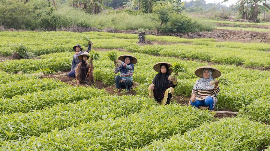 Petani SayurBox (Ist Sayur Box)