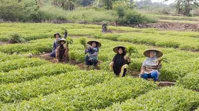 Petani SayurBox (Ist Sayur Box) Petani SayurBox (Ist Sayur Box)