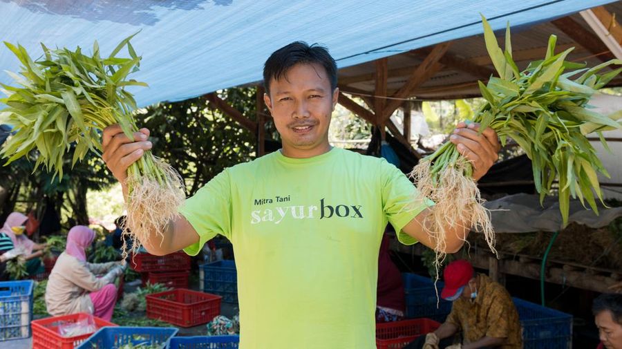 Petani SayurBox (Ist Sayur Box)
