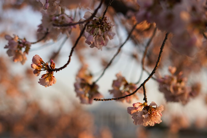 People under the Cherry Blossom trees, Monday, March 21, 2022, as the trees reach their peek bloom in Washington. (AP Photo/Pablo Martinez Monsivais)