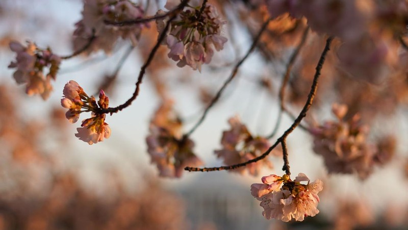 People under the Cherry Blossom trees, Monday, March 21, 2022, as the trees reach their peek bloom in Washington. (AP Photo/Pablo Martinez Monsivais)