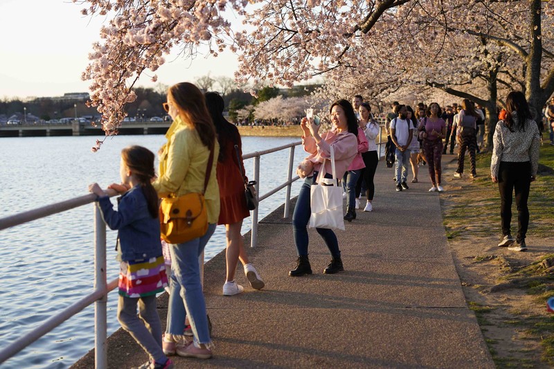 Washington Cherry Blossoms People under the Cherry Blossom trees, Monday, March 21, 2022, as the trees reach their peek bloom in Washington. (AP Photo/Pablo Martinez Monsivais)