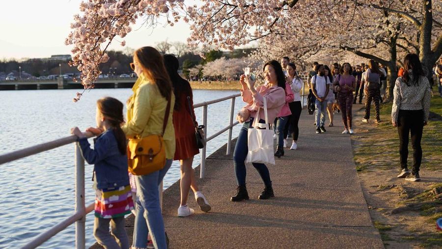 People under the Cherry Blossom trees, Monday, March 21, 2022, as the trees reach their peek bloom in Washington. (AP Photo/Pablo Martinez Monsivais)