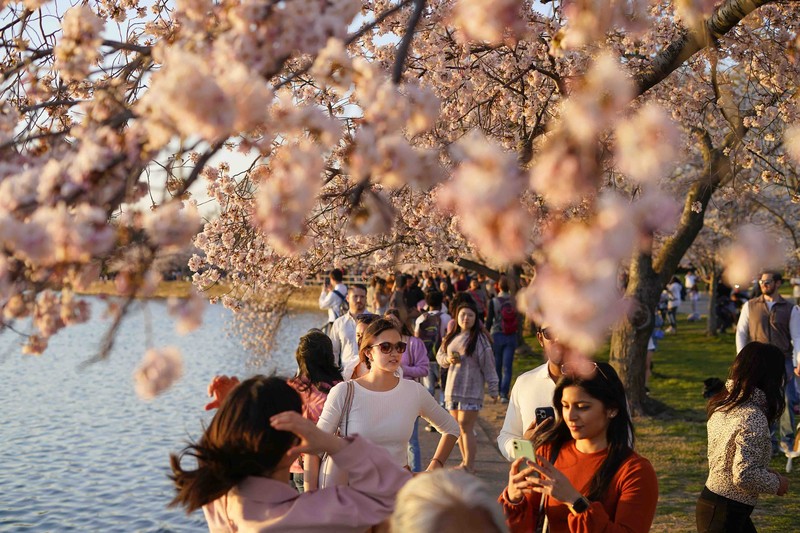 Washington Cherry Blossoms People under the Cherry Blossom trees, Monday, March 21, 2022, as the trees reach their peek bloom in Washington. (AP Photo/Pablo Martinez Monsivais)