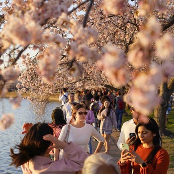 Tak Cuma Jepang, Intip Indahnya Sakura Mekar di Washington