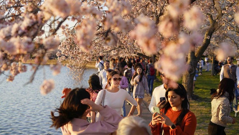 People under the Cherry Blossom trees, Monday, March 21, 2022, as the trees reach their peek bloom in Washington. (AP Photo/Pablo Martinez Monsivais)