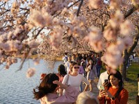 Tak Cuma Jepang, Intip Indahnya Sakura Mekar di Washington