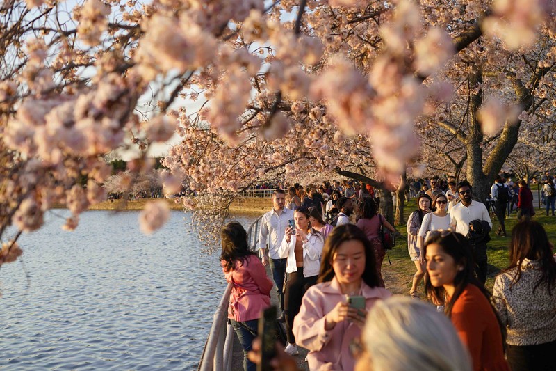 Washington Cherry Blossoms People under the Cherry Blossom trees, Monday, March 21, 2022, as the trees reach their peek bloom in Washington. (AP Photo/Pablo Martinez Monsivais)