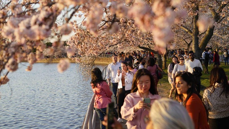 People under the Cherry Blossom trees, Monday, March 21, 2022, as the trees reach their peek bloom in Washington. (AP Photo/Pablo Martinez Monsivais)