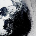 Makhluk Misterius Muncul di Antartika, Ini Penampakannya