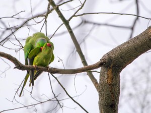 Populasi Burung Terancam Punah, Perburuan Satwa Liar Jadi Masalah Terbesar