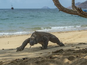 Kisah Bocah Selamat dari Gigitan Komodo meski Tangan Putus