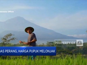 Imbas Perang, Harga Pupuk Melonjak