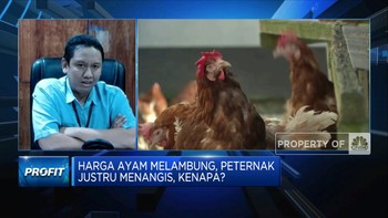 Harga Pakan Impor Naik, Tantangan Peternak Ayam di Ramadan