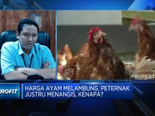 Harga Pakan Impor Naik, Tantangan Peternak Ayam di Ramadan