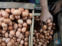 Harga Daging dan Telur Bakal Terbang, Ini Biang Keroknya